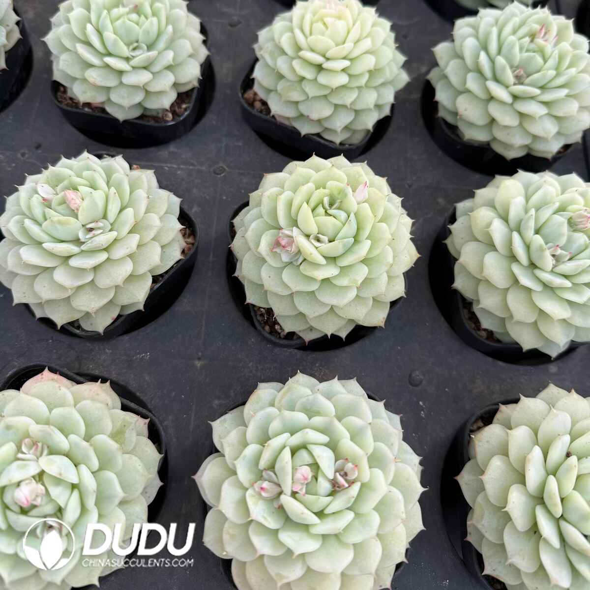 08116D90201.jpg Echeveria Derenbergii Variegated - Image 1