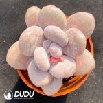 Pachyphytum Oviferum