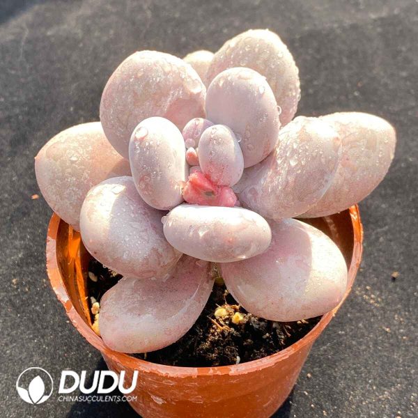 Pachyphytum Oviferum - Image 2