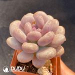Pachyphytum cv. AMAZONESS