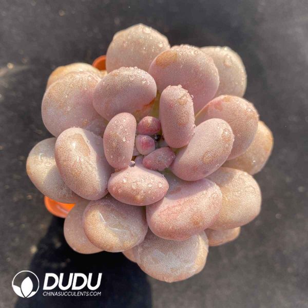 Pachyphytum cv. AMAZONESS - Image 2