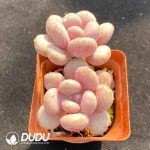 Pachyphytum cv. AMAZONESS Double Heads