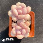 Pachyphytum cv. AMAZONESS Double Heads - Image 2