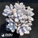 Pachyphytum Oviferum Clustering