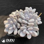 Pachyphytum Oviferum Clustering - Image 2