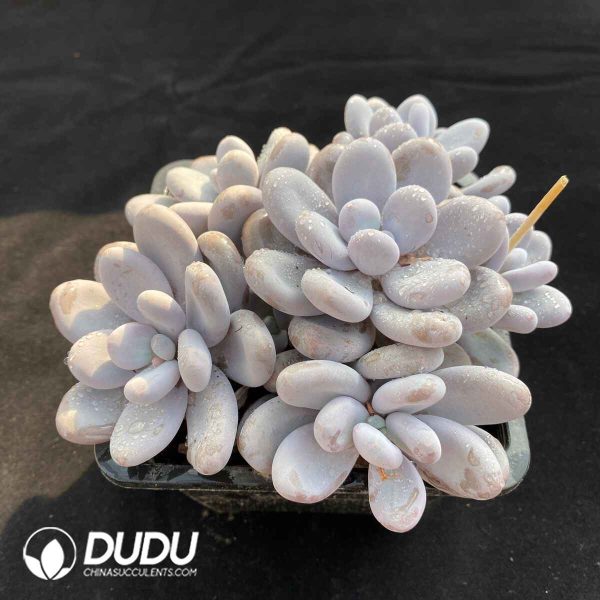Pachyphytum Oviferum Clustering - Image 2