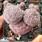Tephrocactus geometricus Purple Mickey