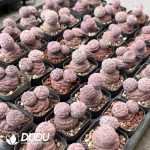 Tephrocactus geometricus Purple Mickey - Image 2