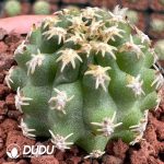 Pygmaeocereus bieblii