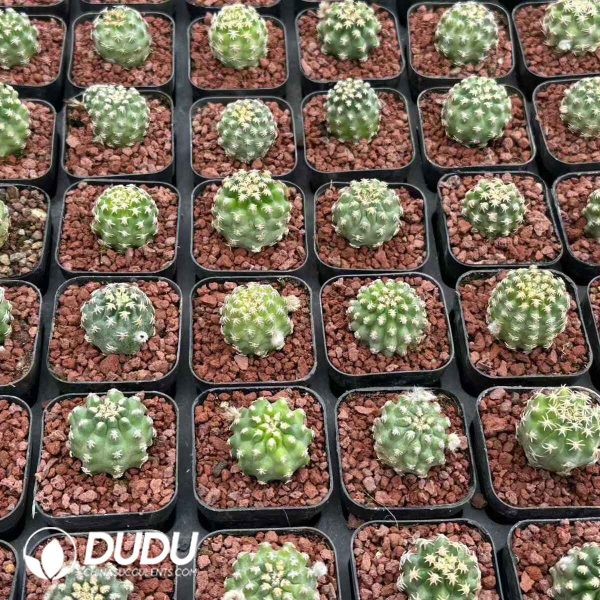 Pygmaeocereus bieblii - Image 2