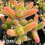 Dicrocaulon ramulosum