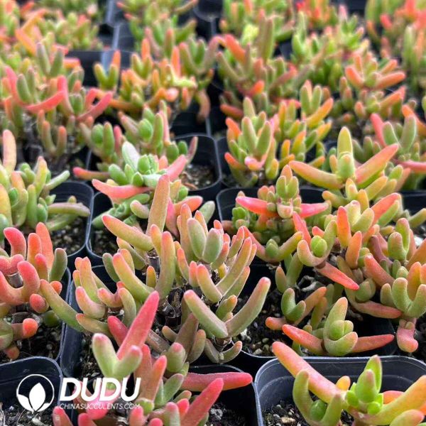 Dicrocaulon ramulosum - Image 2