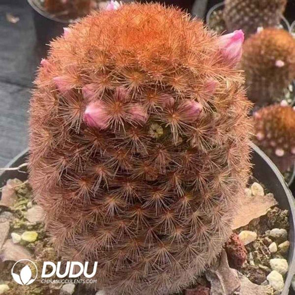 08127D120201.jpg Mammillaria carmenae rubra - Image 1