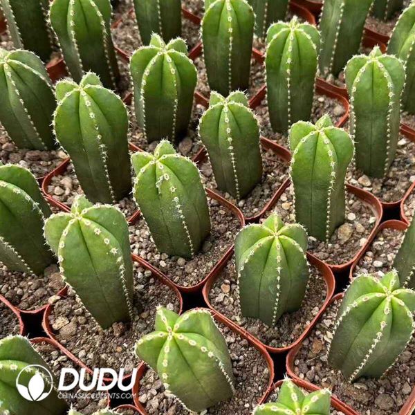 Pachycereus marginatus - Image 1