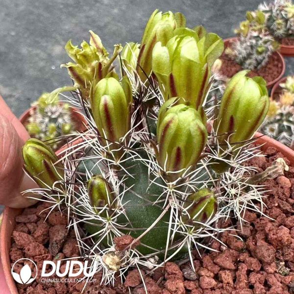 Echinocereus viridiflorus - Image 1