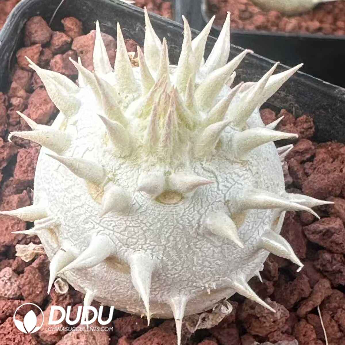 08132D70201.jpg Pachypodium eburneum - Image 1