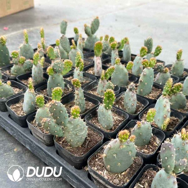 Opuntia santarita - Image 1