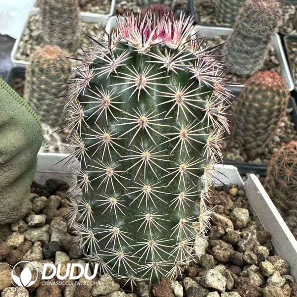 Echinocereus dasyacanthus - Image 1