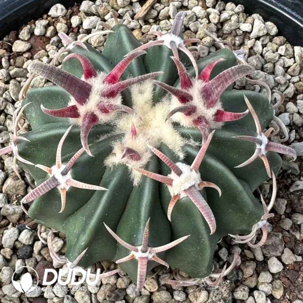 Echinocactus texensis - Image 1