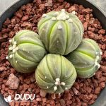 Seed Grown Astrophytum Asterias Clustering