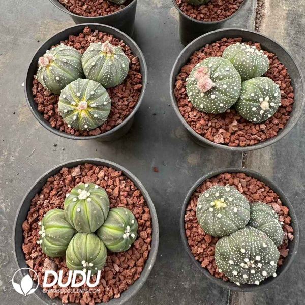 Seed Grown Astrophytum Asterias Clustering - Image 2