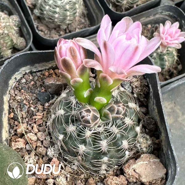 Gymnocalycium bruchii (Speg.) Hosseus - Image 1