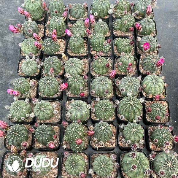 Echinocereus Pulchellus - Image 1