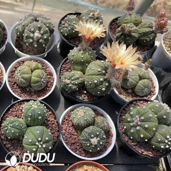 08144D90 (1) Seed Grown Astrophytum Asterias Clustering - Image 1