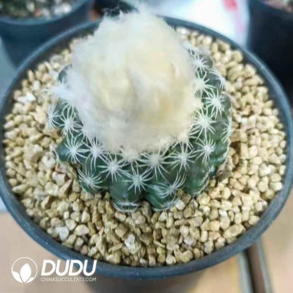 Discocactus Bahiensis - Image 1