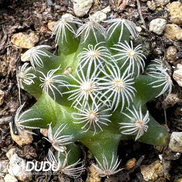 08148D50201.jpg Mammillaria Saboae - Image 1