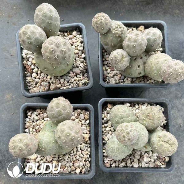 Tephrocactus Geometricus Clustering - Image 1