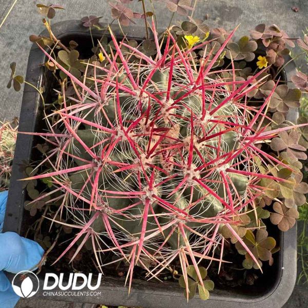 Ferocactus Hamatacanthus - Image 1