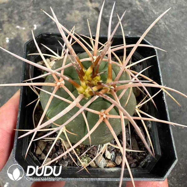 Gymnocalycium spegazzinii subsp. cardenasianum Wild-Spined - Image 1