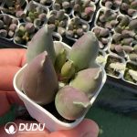 Adromischus Cooperi v. Festivus the Geisha