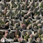 Adromischus Cooperi v. Festivus the Geisha - Image 2