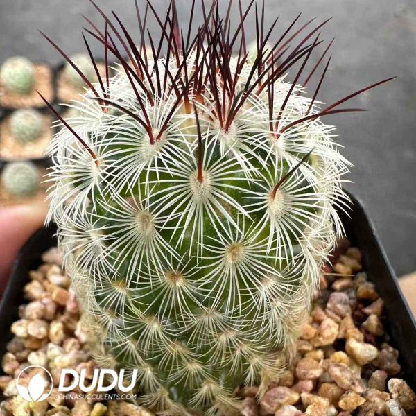 08155D70201.jpg Mammillaria microhelia Werdermann 1930 - Image 1