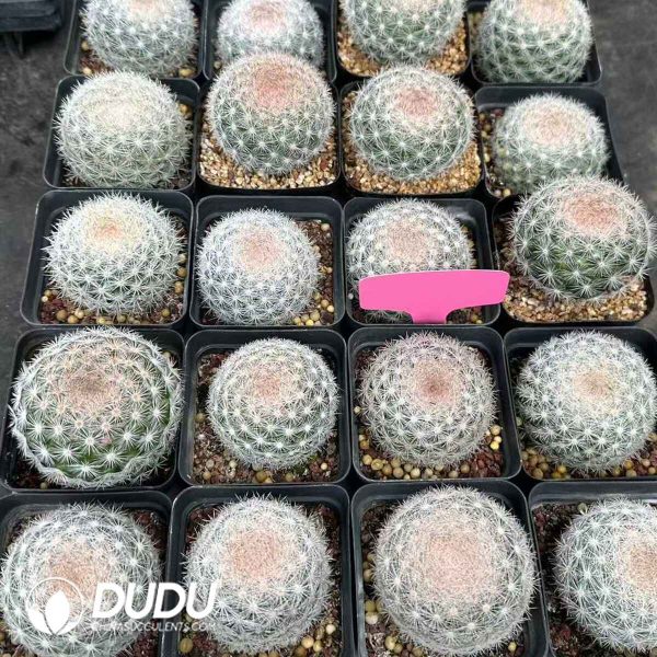 08156D70201.jpg Mammillaria candida Scheidw - Image 1