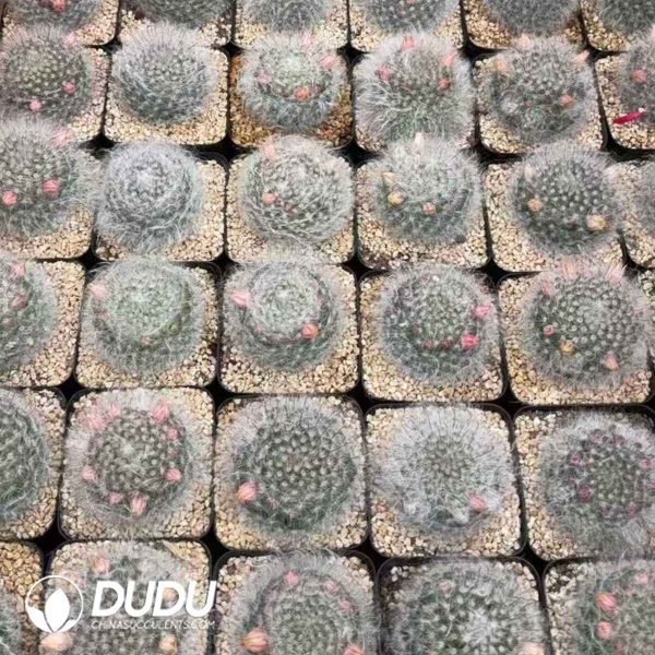 08162D70201.jpg Mammillaria bocasana - Image 1