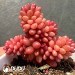 Sedeveria Red Berry Variegated