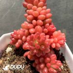 Sedeveria Red Berry Variegated - Image 2