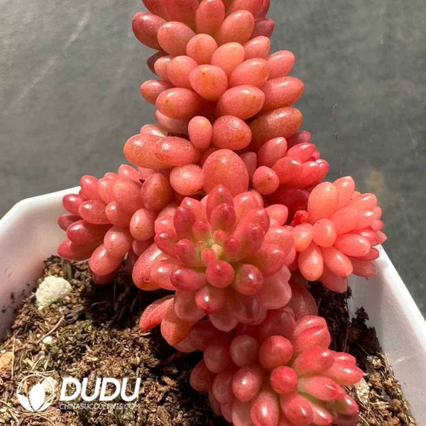 Sedeveria Red Berry Variegated - Image 2