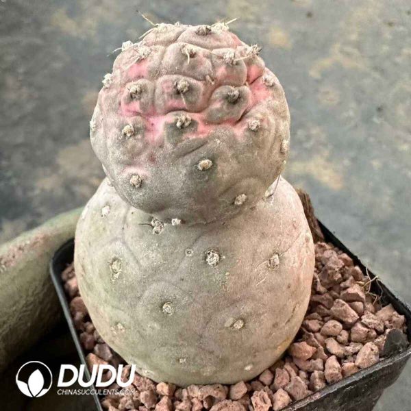 Tephrocactus geometricus - Image 1