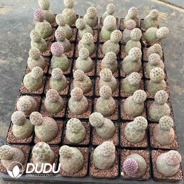 Tephrocactus geometricus - Image 2