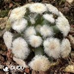 Mammillaria plumosa rooted cutting