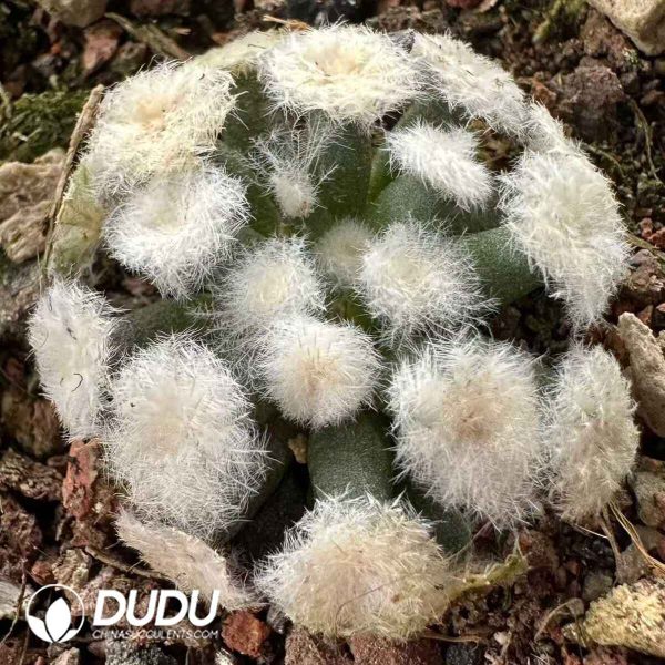 Mammillaria plumosa rooted cutting - Image 1