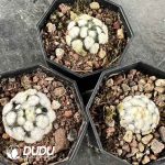 Mammillaria plumosa rooted cutting - Image 2