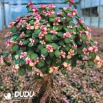 Portulacaria afra - Image 2