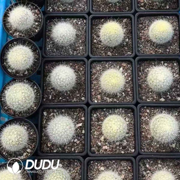 Seed Grown Mammillaria humboldtii - Image 1