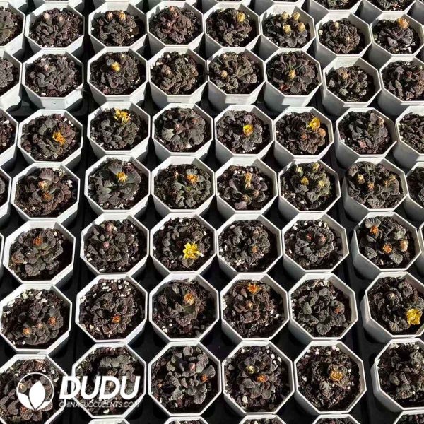 Titanopsis calcarea - Image 1