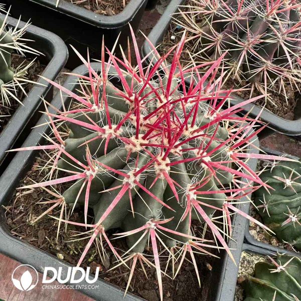 Ferocactus gracilis subsp. coloratus - Image 1
